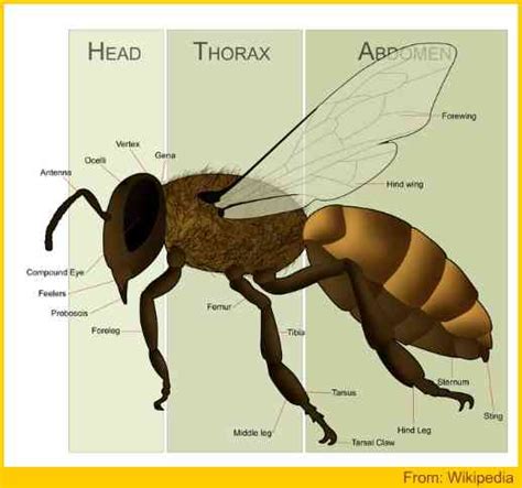 Honey Bee Anatomy - With Illustration And Explanatory Notes