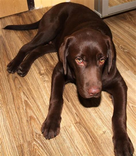 Weimaraner Chocolate Lab Mix Puppies : Labmaraner (Weimaraner-Labrador ...