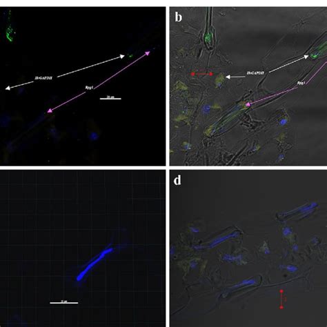 Multiplex detection in RNAscope V 2 assay for simultaneous... | Download Scientific Diagram