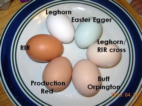 Leghorn, Easter Egger, Buff Orpington, Production Red, Rhode Island Red eggs labeled by breed ...