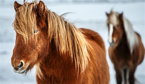 Icelandic Horse Breed Profile - Helpful Horse Hints