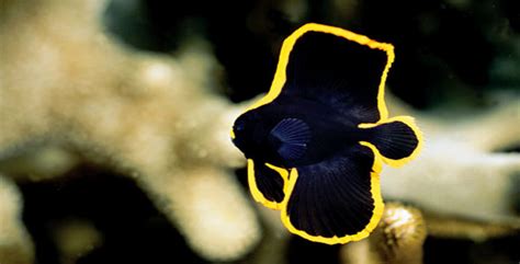 Batfish – Fish Breeds – Information and pictures of saltwater and fresh water fish