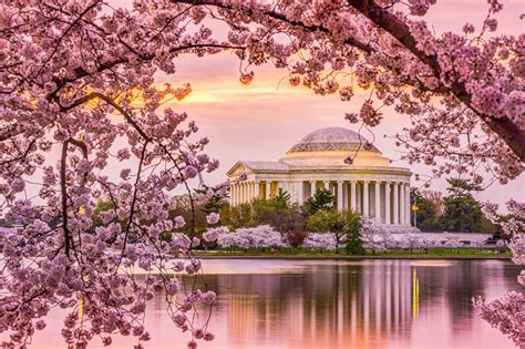 Cherry Blossom Washington Dc 2024 - Almeda Nataline