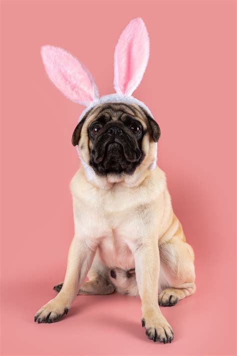 pug-wearing-bunny-ears - Hop to Pop