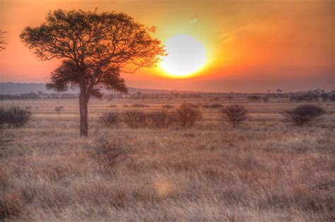 Wild Marula Tree and African Sunset #Marula #Africa | African sunset ...