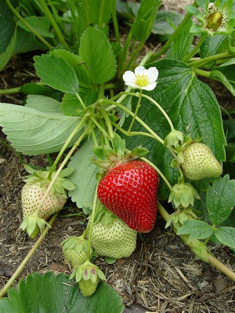 Gallery For > Strawberry Plant