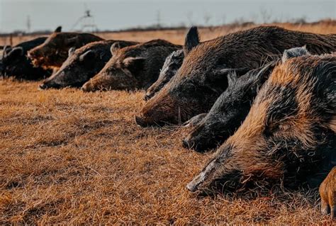 Wild Hog Hunts North Texas | Guided Hog Hunting Trips | Lone Star Hunts