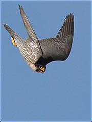 peregrine falcon diving | My HD Animals