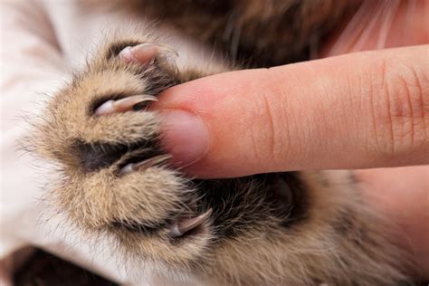 Trimming Your Cat's Nails: The Quick Guide to Kitty Mani-Pedis - CatGazette