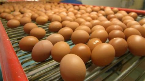 Poultry Farm Chicken Eggs Go On Stock Footage Video (100% Royalty-free) 1062990130 | Shutterstock