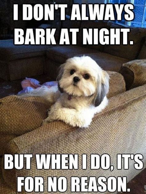 101 Best Funny Dog Memes to Make You Laugh All Day