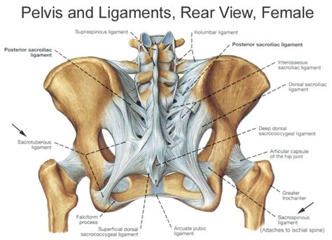 SI Joint Dysfunction | Alta Mountain Chiropractic