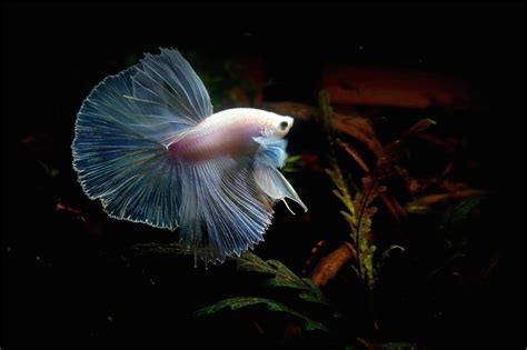 Betta Fish Live Wallpaper 67