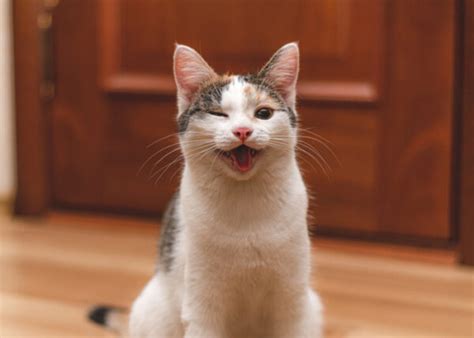 21 Strange Cat Behavior - What It Means and How to Respond