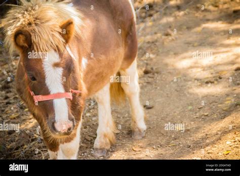 Cute miniature horse or pony in the farm. Cute little pony. Miniature ...