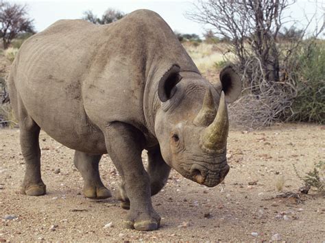 Amazing Rhinoceros Facts