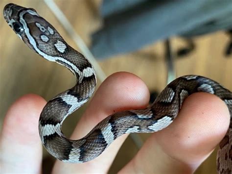 Carbon Okeetee Aztec Cornsnake - Ians Vivarium