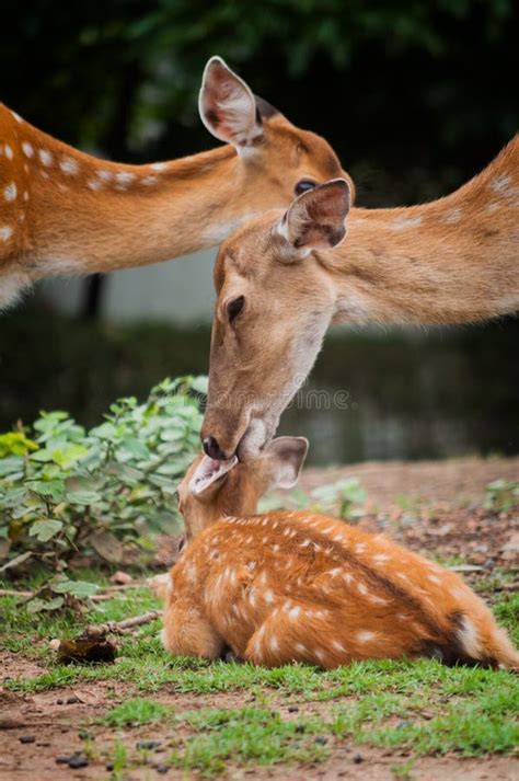 Baby deer and mom stock photo. Image of bambi, cute, hunting - 2411592