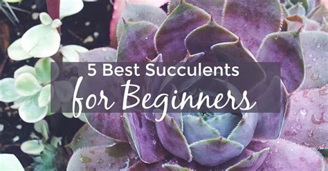 5 Best Succulents for Beginners - Desperately Seeking Gina