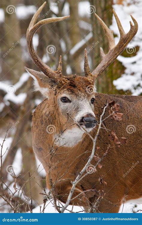 10 Point Whitetail Buck Deer Royalty-Free Stock Photography | CartoonDealer.com #13254863