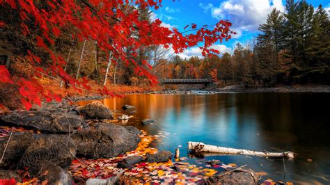 Fall Foliage, HD Nature, 4k Wallpapers, Images, Backgrounds, Photos and Pictures