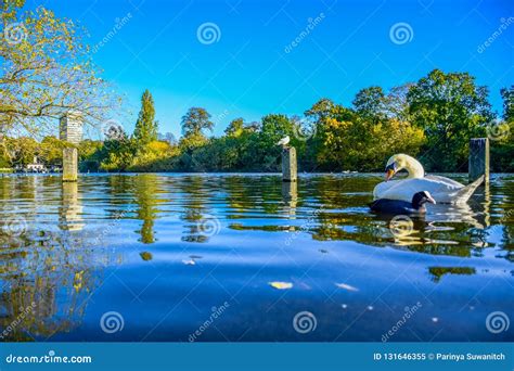 Swans Swimming in the Serpentine Lake in Hyde Park, England Stock Image - Image of autumn, blue ...