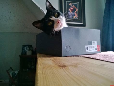 Fisher In His New Shoe Box | Cute cats HQ - Pictures of cute cats and ...