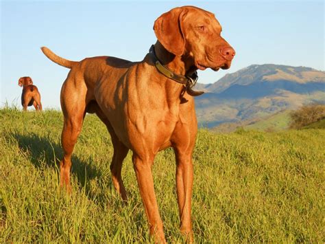 Top 10 Large Dog Breeds That Everybody Wants – Page 2 – Animal Encyclopedia