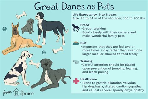 Great Dane: Dog Breed Characteristics & Care