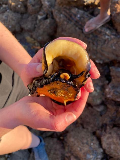 Giant keyhole limpet? : r/species