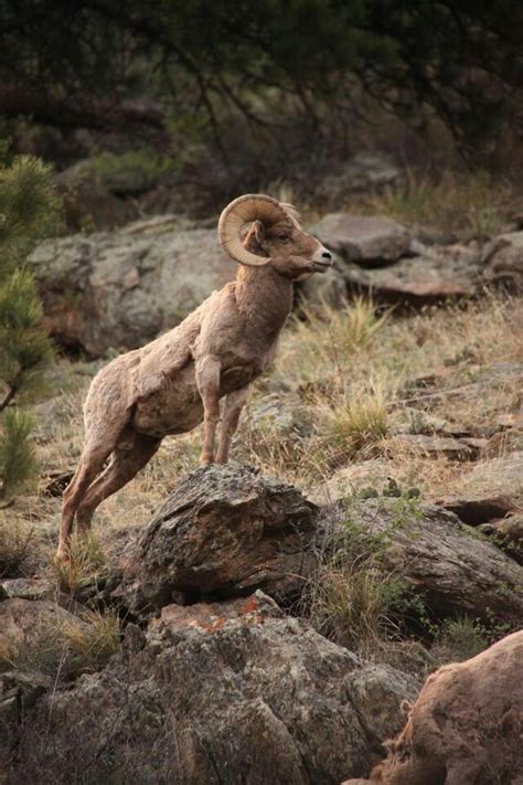 106 best Estes Park Wildlife images on Pinterest | Elk, Estes park colorado and National parks