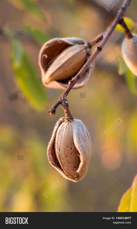 Ripe Almond Nuts On Image & Photo (Free Trial) | Bigstock