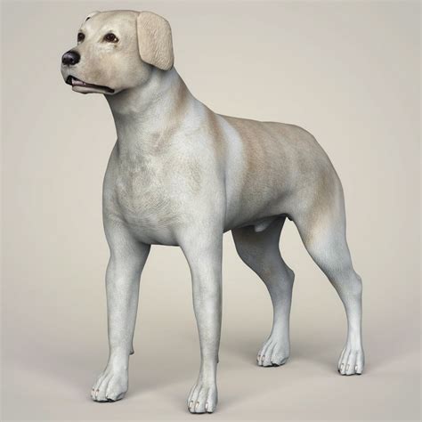 Labrador Dog - 3D Model by Cgtools