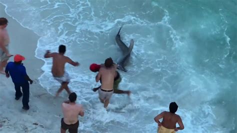 SHARK ATTACK! REAL Hammerhead Shark On the BEACH! - YouTube