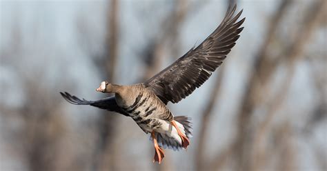 2017 Goose Hunting Outlook – Delta Waterfowl