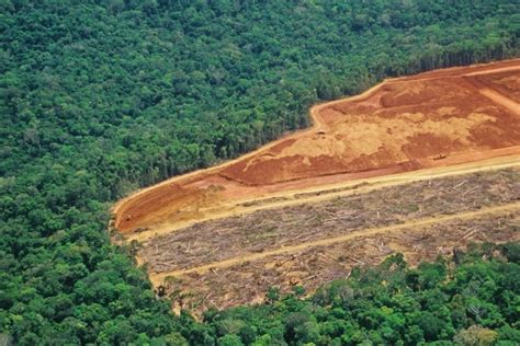 11 Amazon Rainforest Deforestation Facts to Know About | Earth.Org