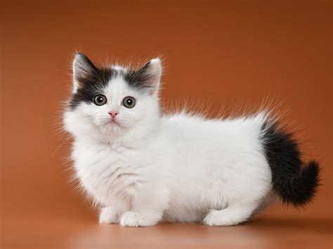 11 Fascinating Facts about the Munchkin Cats | Catastic