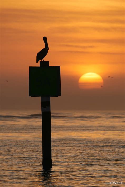 Sunset Pelican Silhouette - Luci Westphal