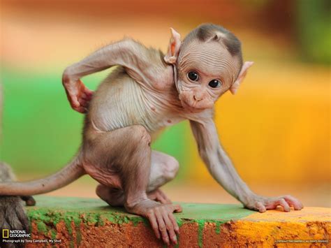 Baby Monkeys Wallpaper (68+ images)