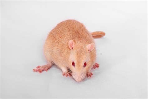 Portrait Ginger Rat Stock Photos - Free & Royalty-Free Stock Photos ...