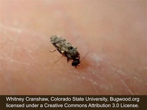 How Long Do No See Ums Live? (Includes Information on Non-Biting Midges) — The Bug Agenda