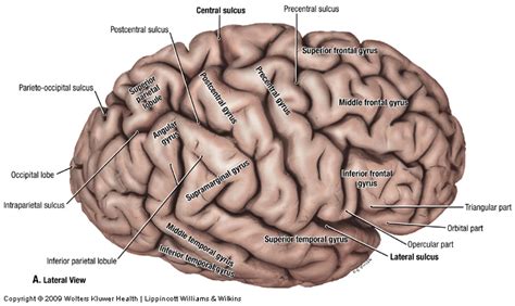 Duke Neurosciences - Lab 1: Surface Anatomy of the Brain