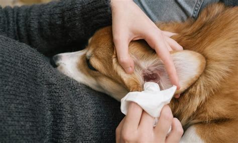 How to Safely Clean a Dog's Ears with Infection: Expert Tips - Dog Show TV