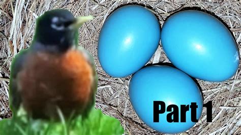 Watch Live American Robin 4/14/20 | Bird Nest with Eggs Cam - YouTube