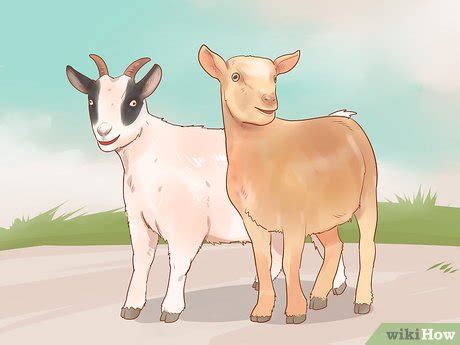 How to Care for Pygmy Goats (with Pictures) - wikiHow