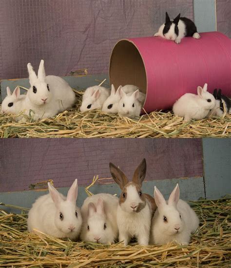 Adoptable bunnies at Rabbit Rescue Shelter