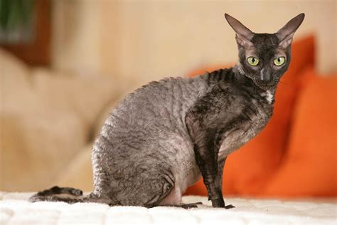 Cornish Rex Cat Breed: Info, Pictures, Care, Traits & Facts | Hepper