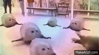 Twerking/Bouncing (Dancing) Seals Meme on Make a GIF