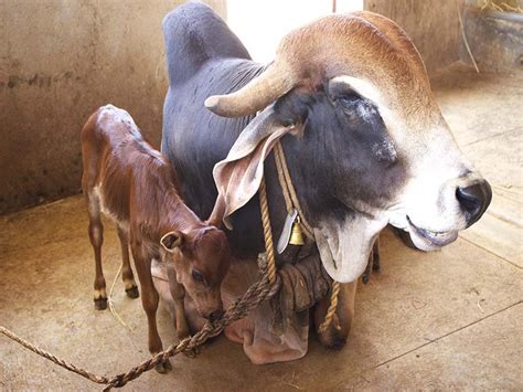 What is Brahman breed?