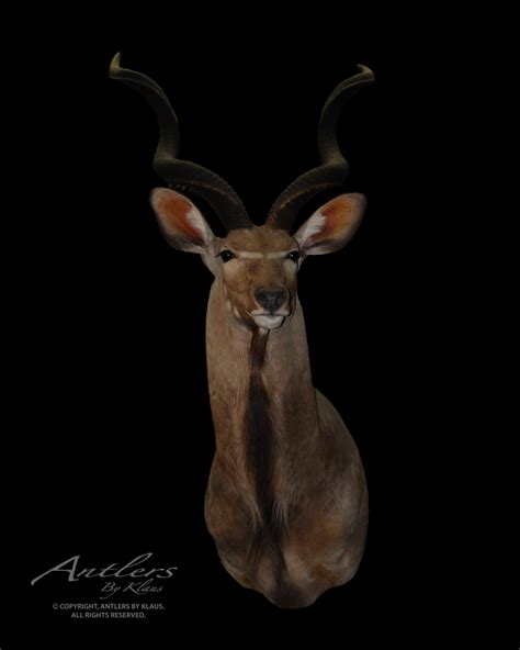 Greater Kudu - Antlers by Klaus